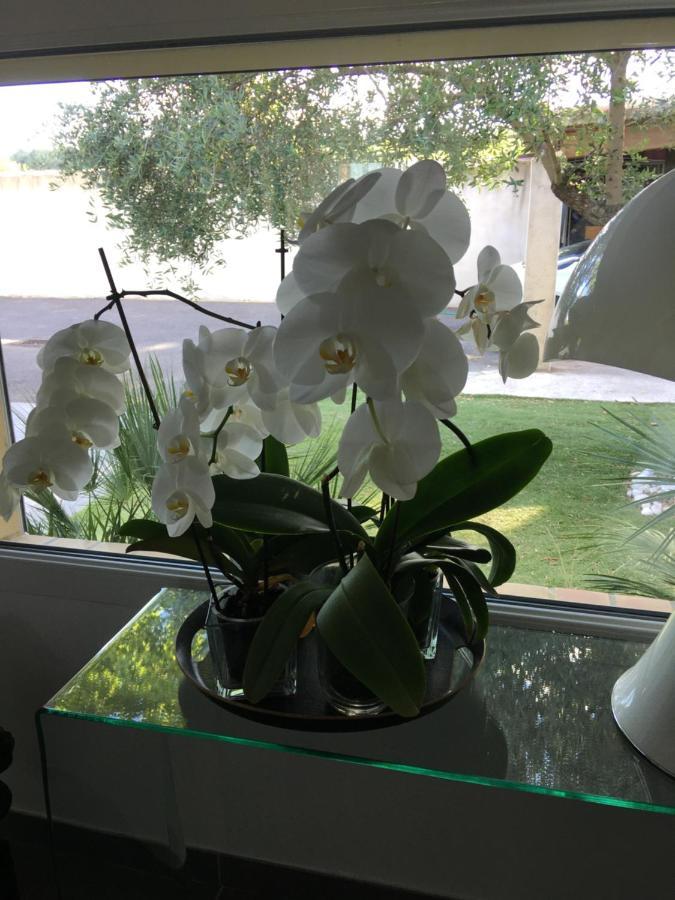 La Villa Mediterranee Wellness Spa Piscine Saint-Drezery Eksteriør billede